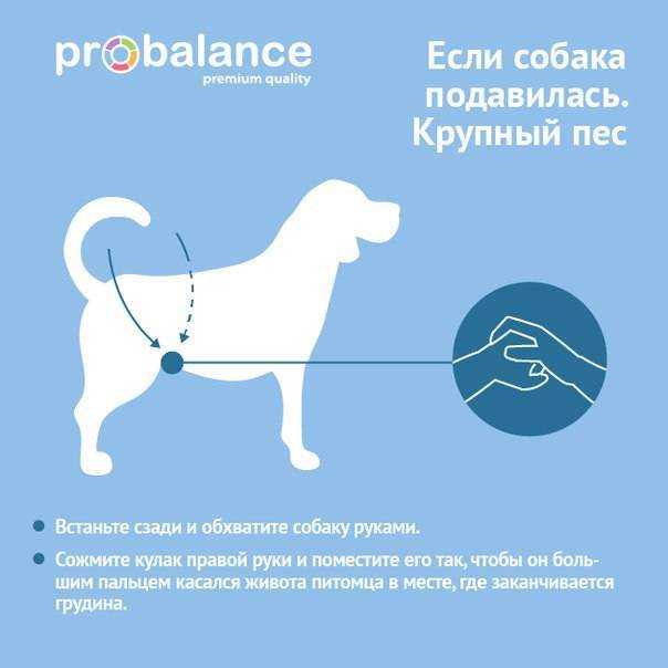 Кашель у собаки как будто подавилась, возможные причины, лечение и способы оказания экстренной помощи