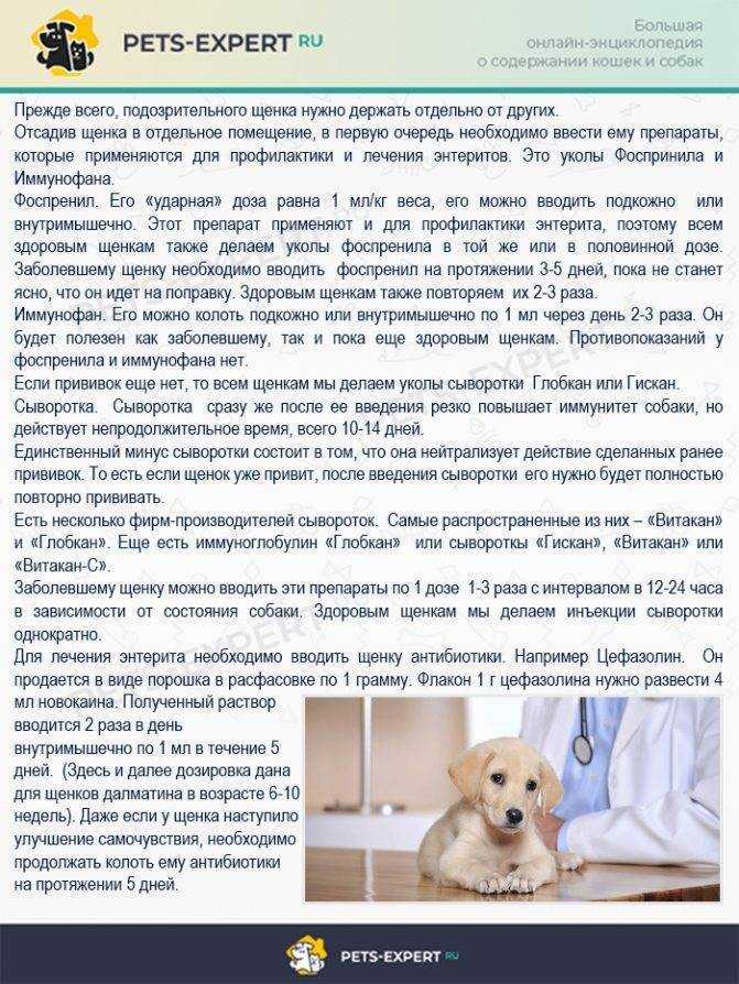 Как лечить диарею у собаки в домашних условиях - prosobak.net
