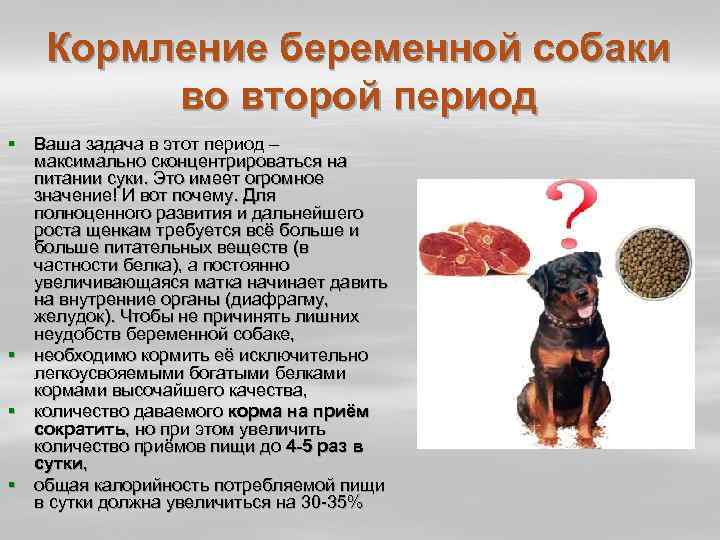 Полезные советы на тему как кормить собаку вы сможете прочитать полезную статью о кормление беременной собаки