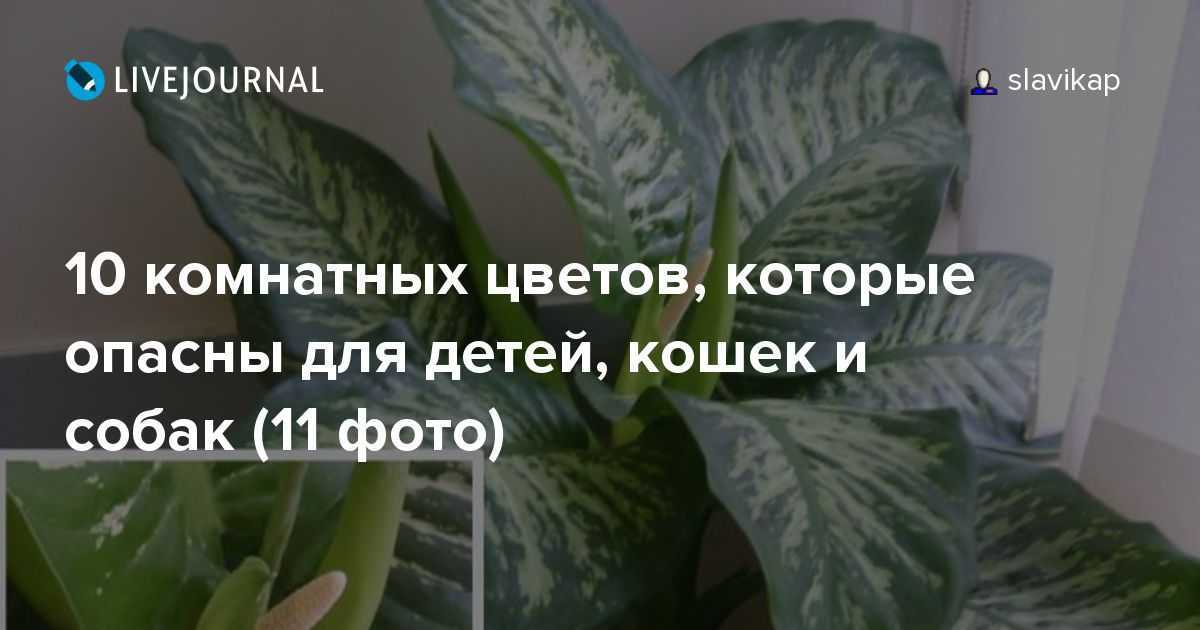 Лучшие способы как отучить кошку лезть в цветы и грызть их