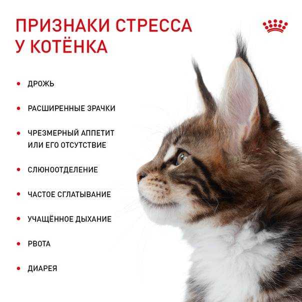 Как подстричь кота в домашних условиях если он не дается