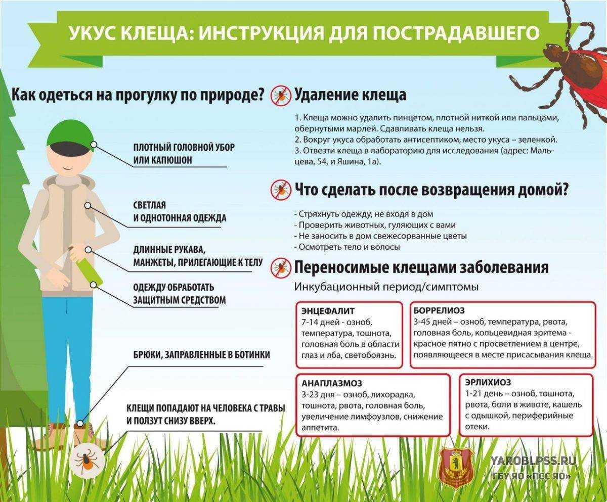 Первые признаки бешенства у кошек - как понять что у кота бешенство?