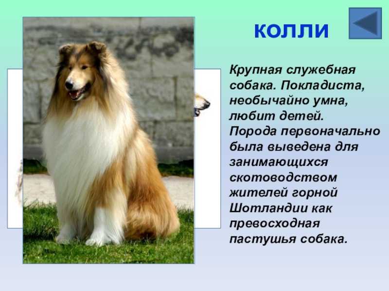 Короткошерстный колли: основные черты