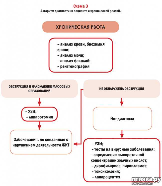 Рвота у собаки: что делать если у собаки рвота - здоровье животных | сеть ветер
