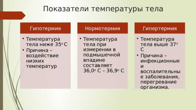 Как измерить кошке температуру: с градусником и без, первая помощь