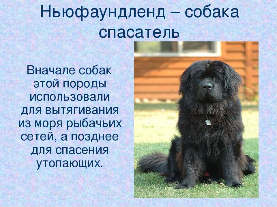 Ньюфаундленд: стандарт, характер, история и особенности породы (+ фото и видео) | ваши питомцы