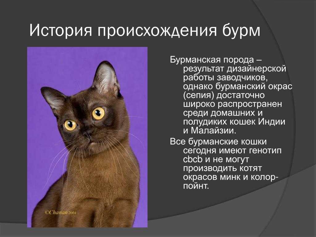 Бурманская кошка: описание породы и характера, уход и здоровье