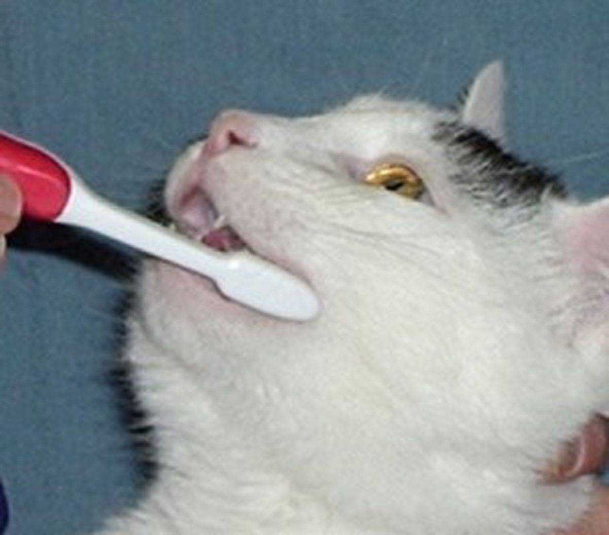 Почему у кота текут слюни, как капли прозрачной воды