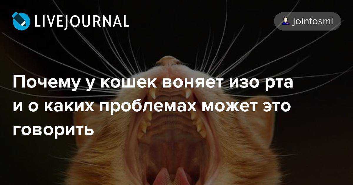 9 причин, почему у котенка пахнет изо рта