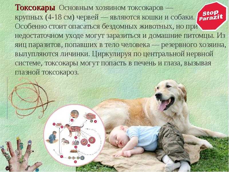 Собаке плохо после прививки – симптомы, причины, действия хозяина.