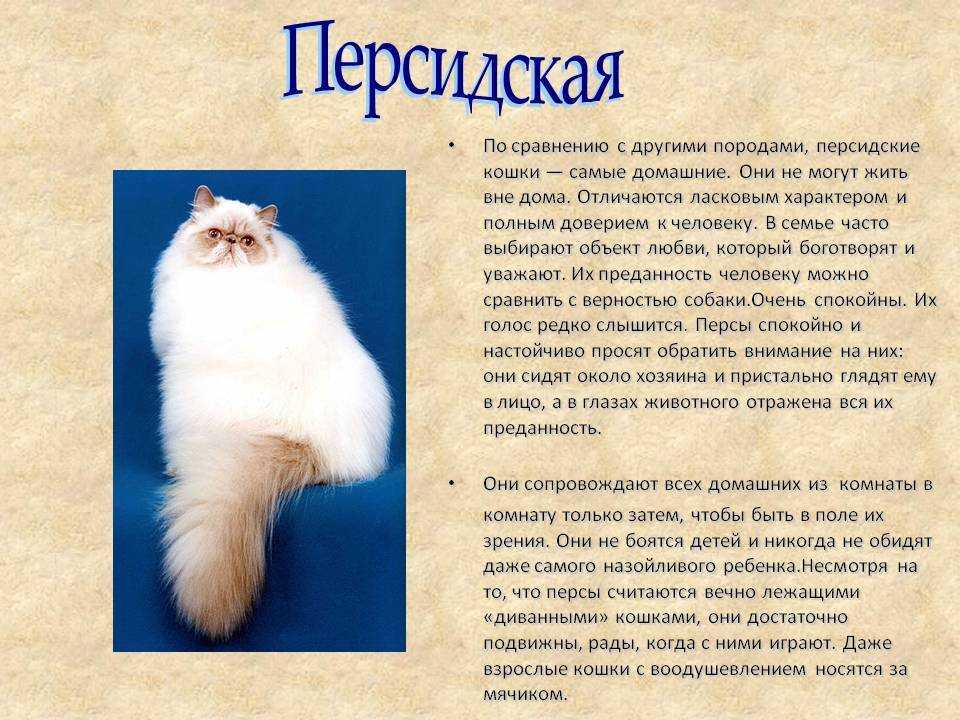 Сиамская кошка | котопедия | fandom