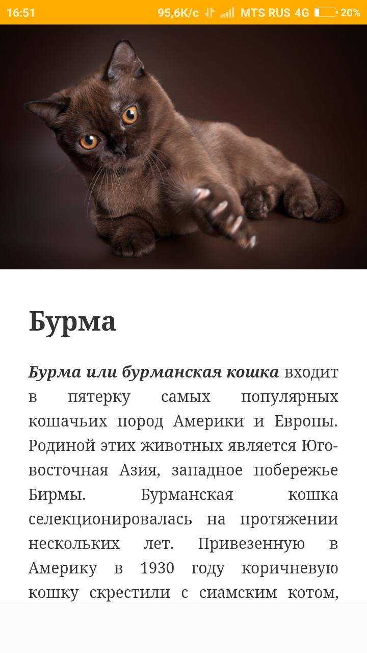 Бурманская кошка: особенности питание — for-pet
