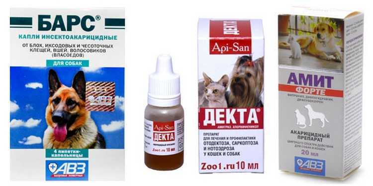 Как определить температуру животного