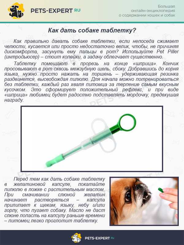 Если собака заболела и ей нужно принимать лекарства важно знать как делать это правильно Знание некоторых хитростей и правильной техники выполнения инъекций облегчит задачу