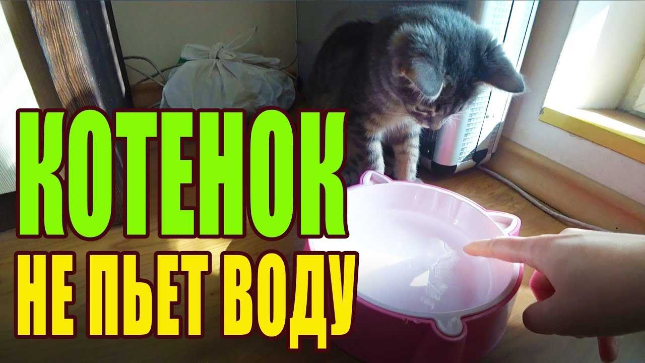 Как научить котенка не бояться воды: 14 шагов