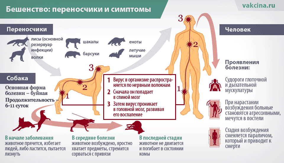 Бешенство у собаки: первые признаки и симптомы
бешенство у собаки: первые признаки и симптомы