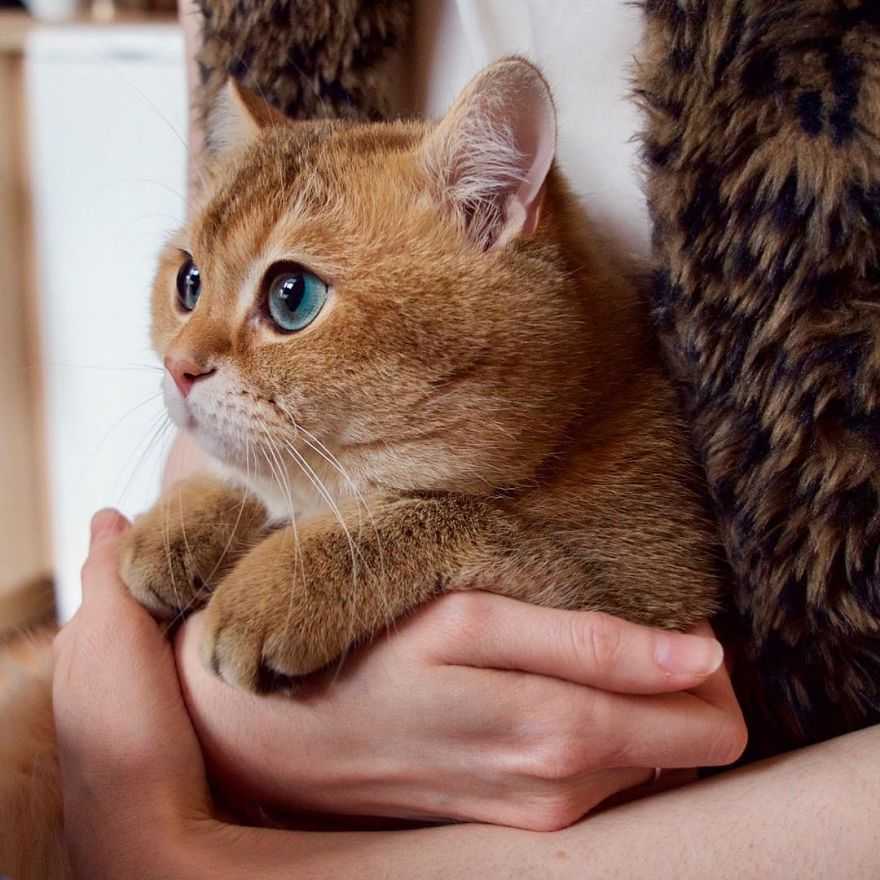 Какую кошку завести для ребёнка