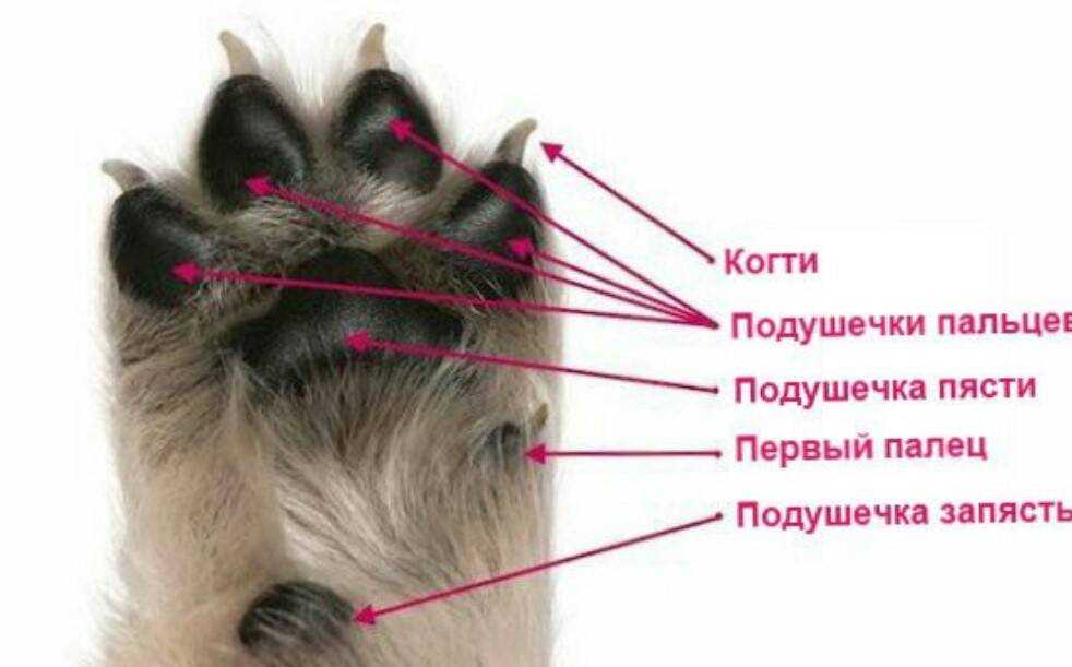 Особенности кошачьих лап