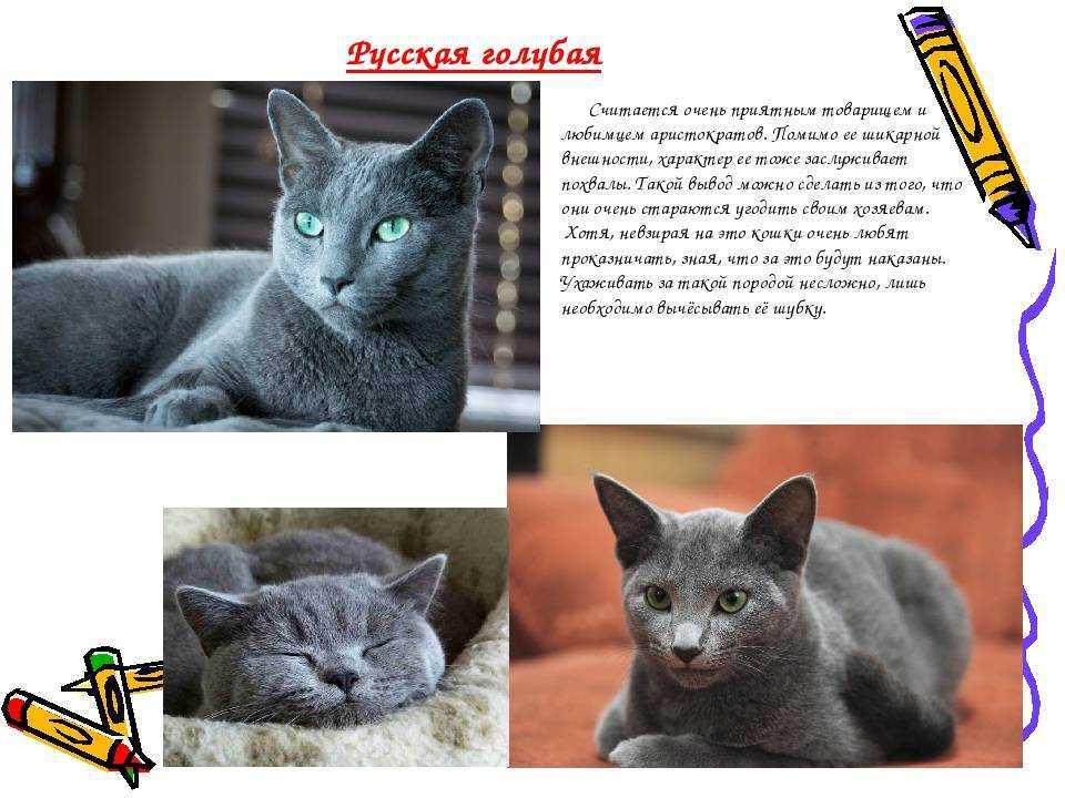 Русская голубая кошка