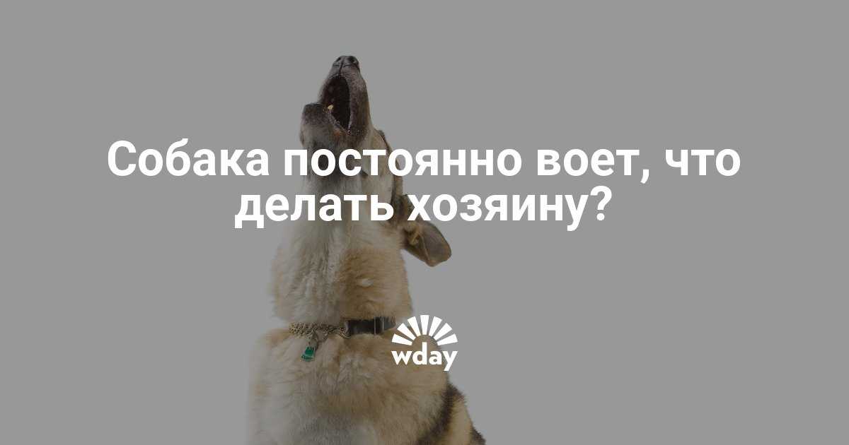 Как отучить собаку выть в квартире
