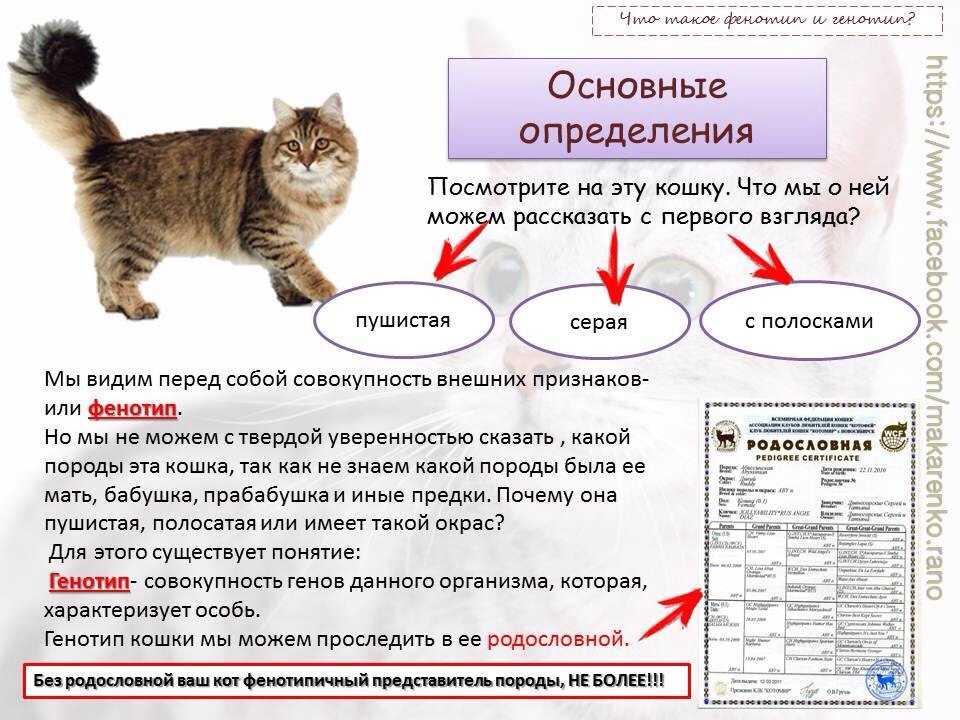 Как определить породу котенка самостоятельно?
