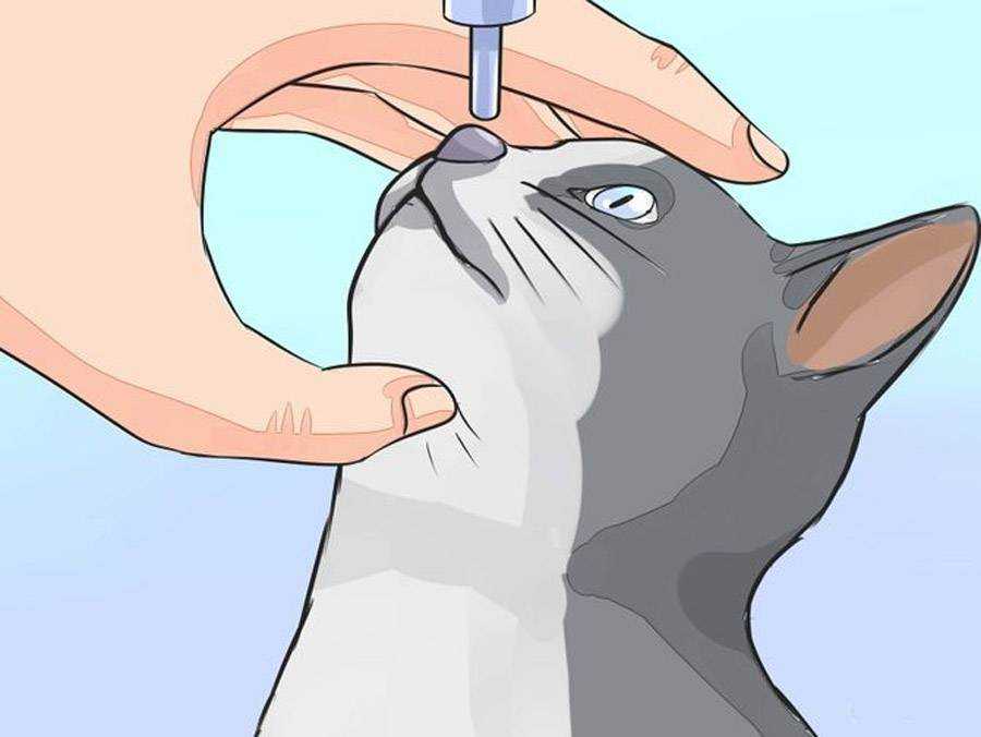 Как вылечить насморк у кошки: 10 шагов