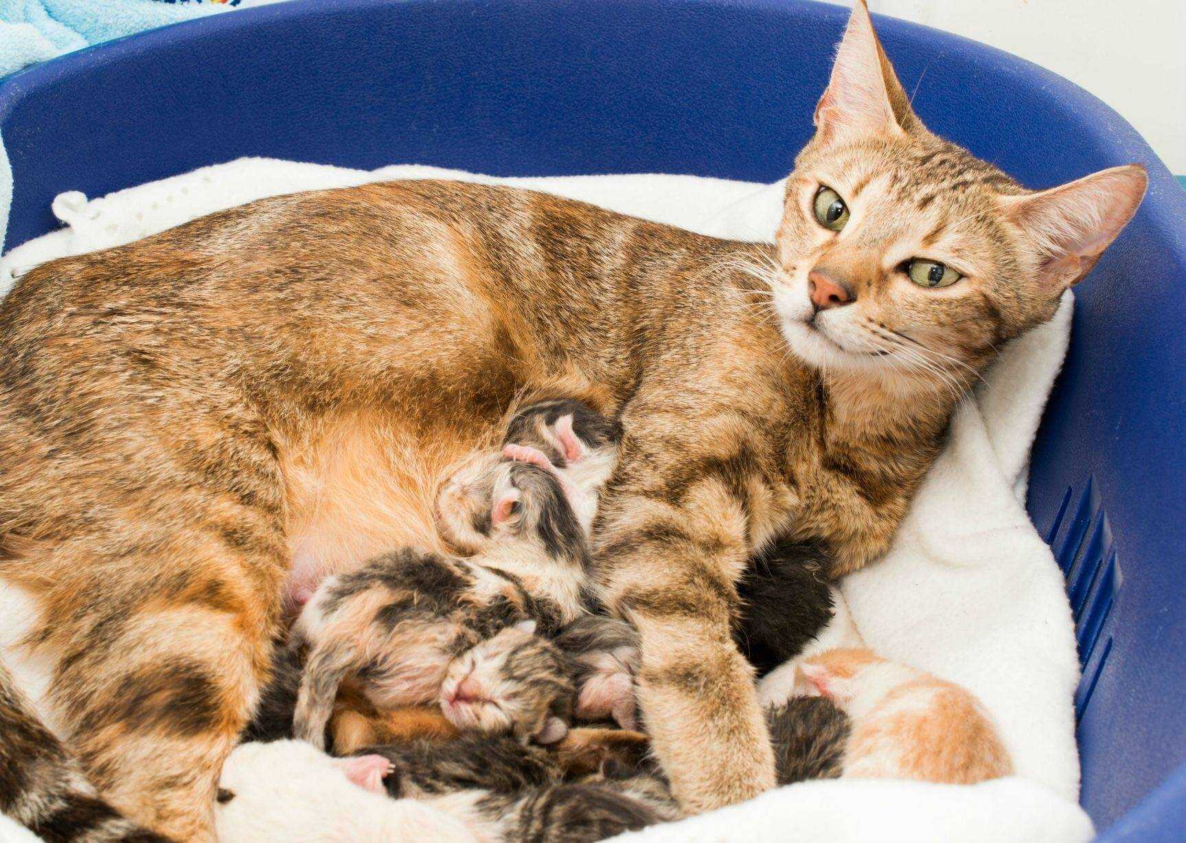 ᐉ кошка кормит котят - ➡ motildazoo.ru