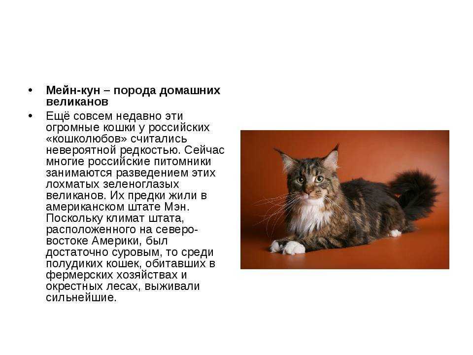 Мейн кун: характер и уход за кошками | блог ветклиники "беланта"