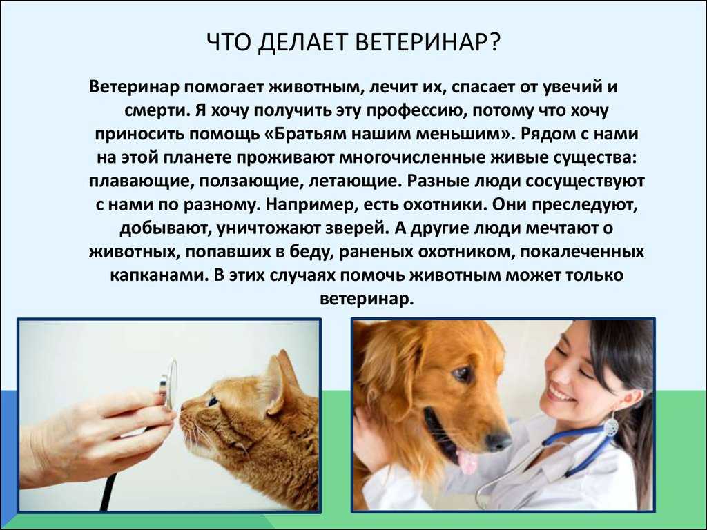 Как часто глистогонить кошку: советы ветеринарного врача