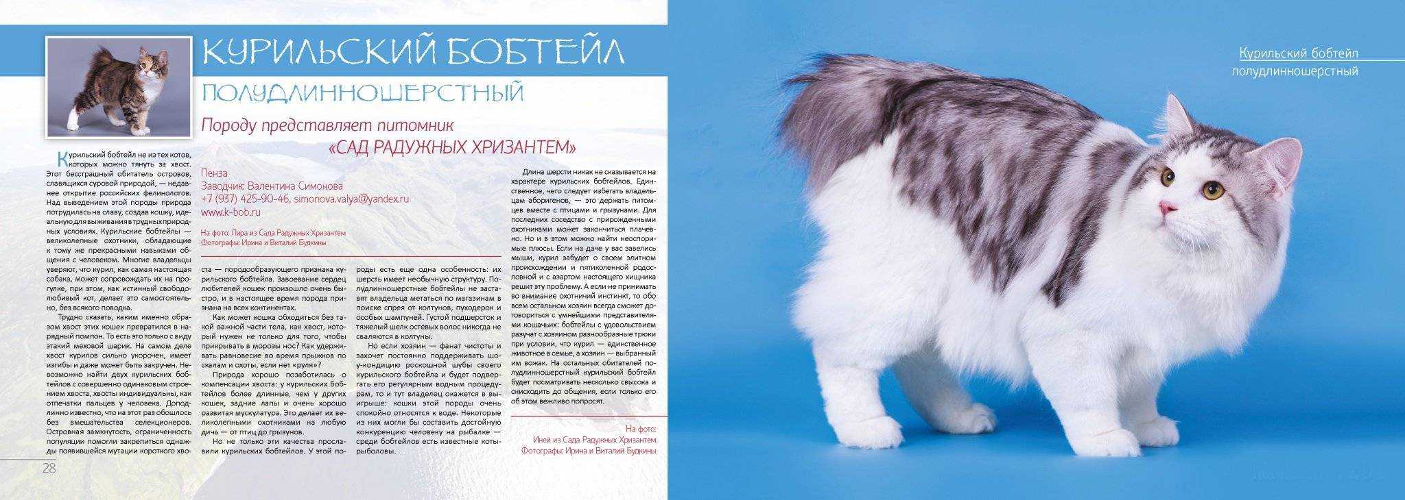 Курильский бобтейл, кошка, описание породы, фото, характер, окрас, отзывы, уход, история, здоровье
