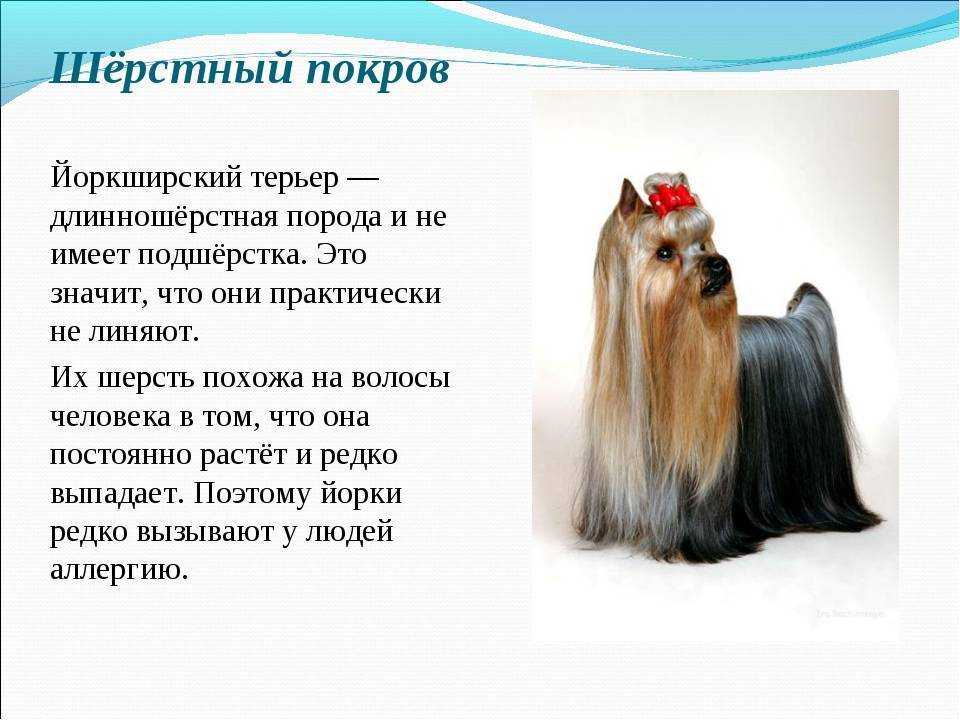 Все о йоркширских терьерах: продолжительность жизни, характер питомцев, уход