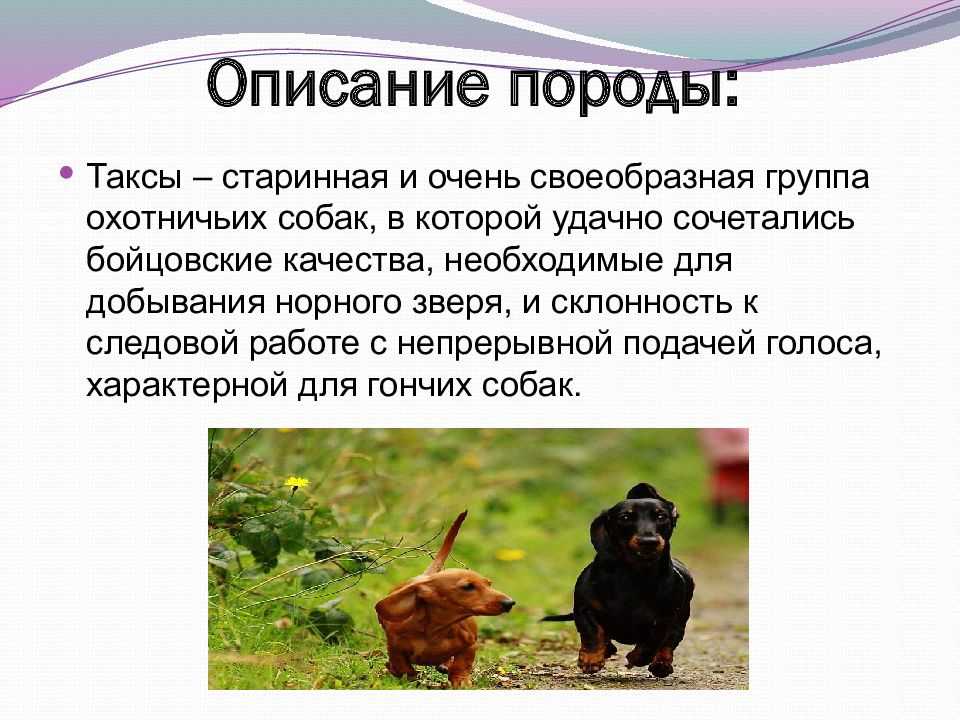 Такса | собакопедия вики | fandom