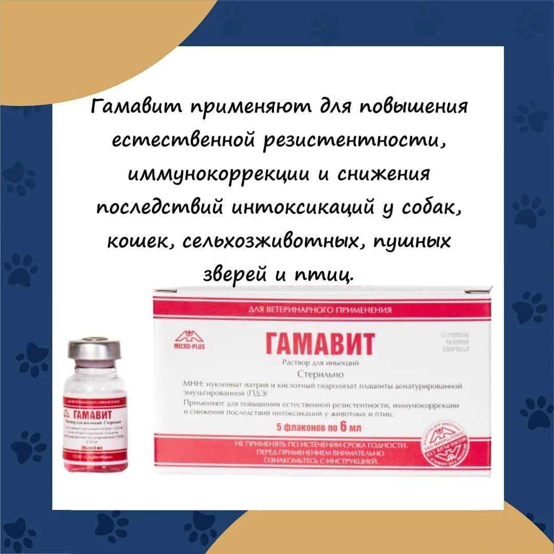 Гамавит: инструкция по применению, описание, противопоказания, побочные действия | препараты | наши лучшие друзья