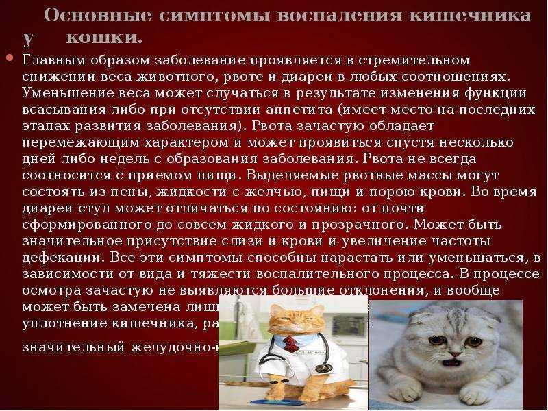Диагностика и лечение вирусного иммунодефицита кошек