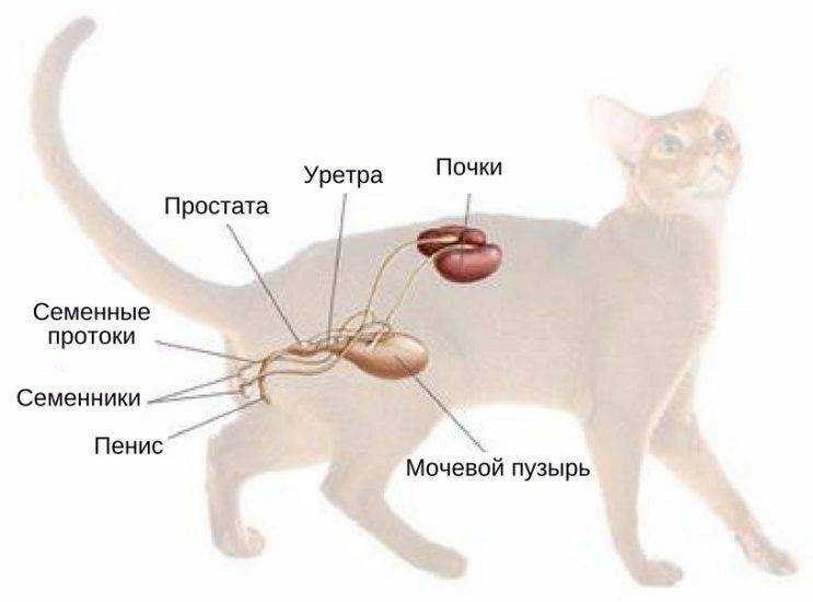 Что делать при внутреннем кровотечении у кошки