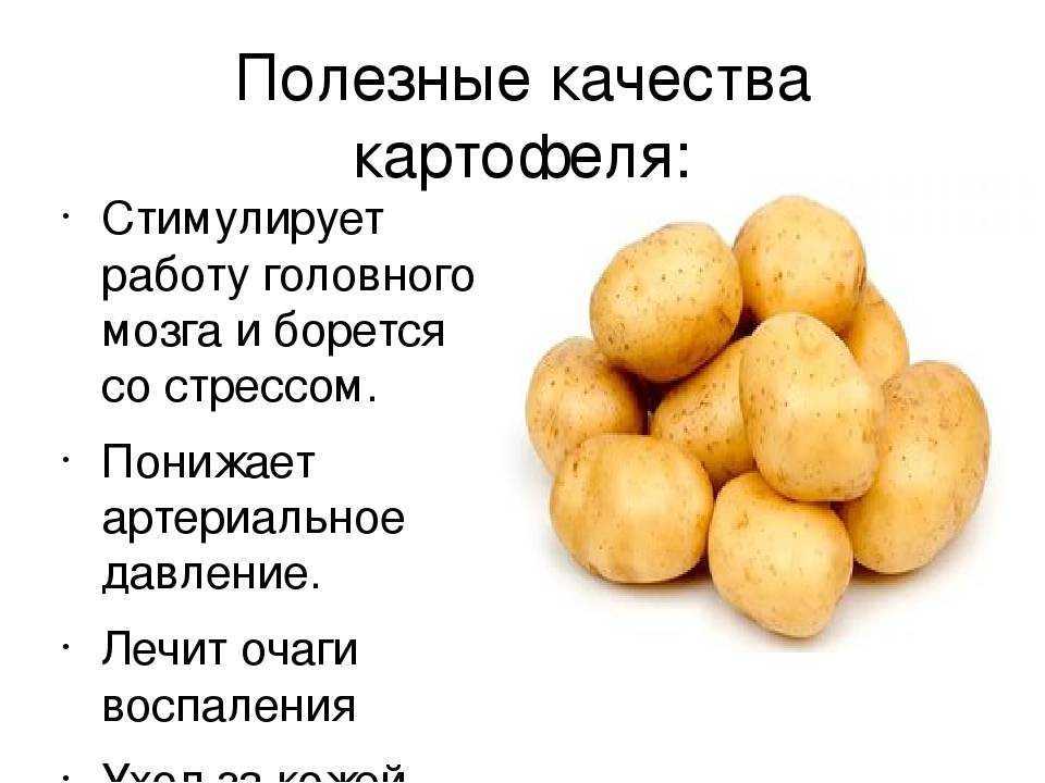 Можно ли собакам есть картофель?