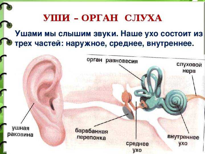 Почему у кошки или кота горячие уши, чем это опасно, как помочь котенку и взрослому животному