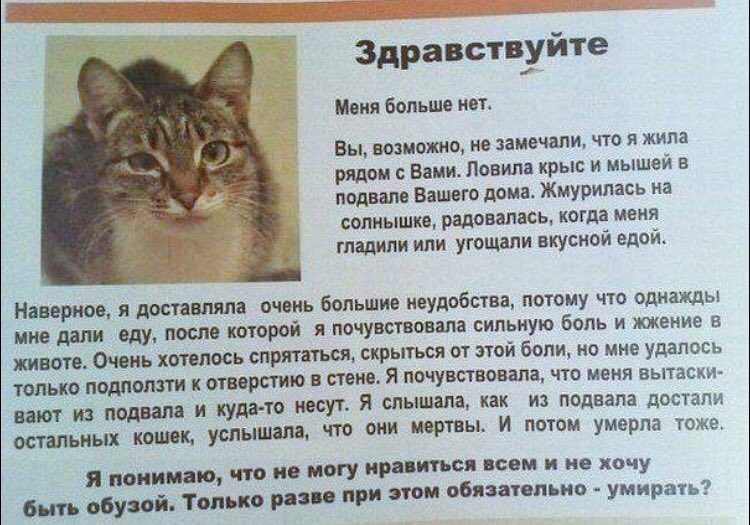 Почему коты уходят умирать из дома и куда, где искать кошку, ушедшую перед смертью?