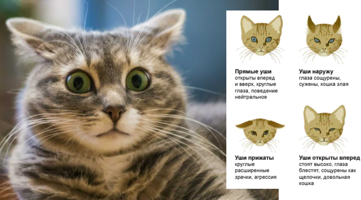 Как понимать кошек. личный опыт