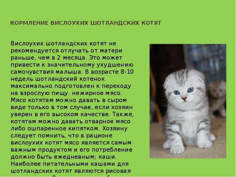 Вислоухие котята рождаются с какими ушами