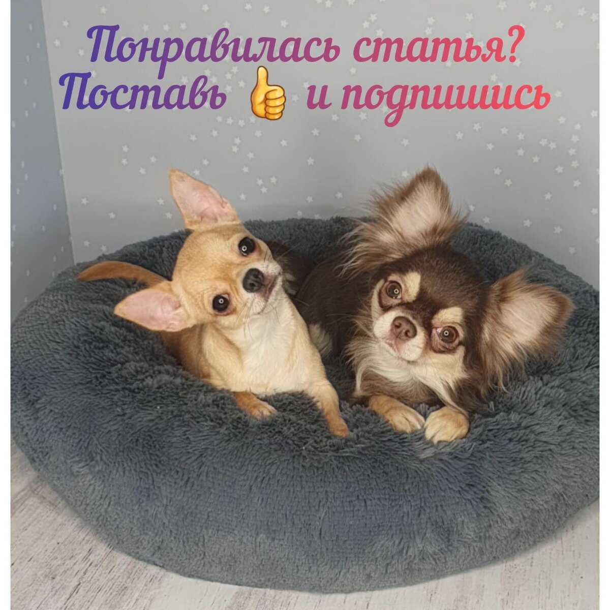 Плюсы, минусы и особенности стерилизации собак | плюсы и минусы