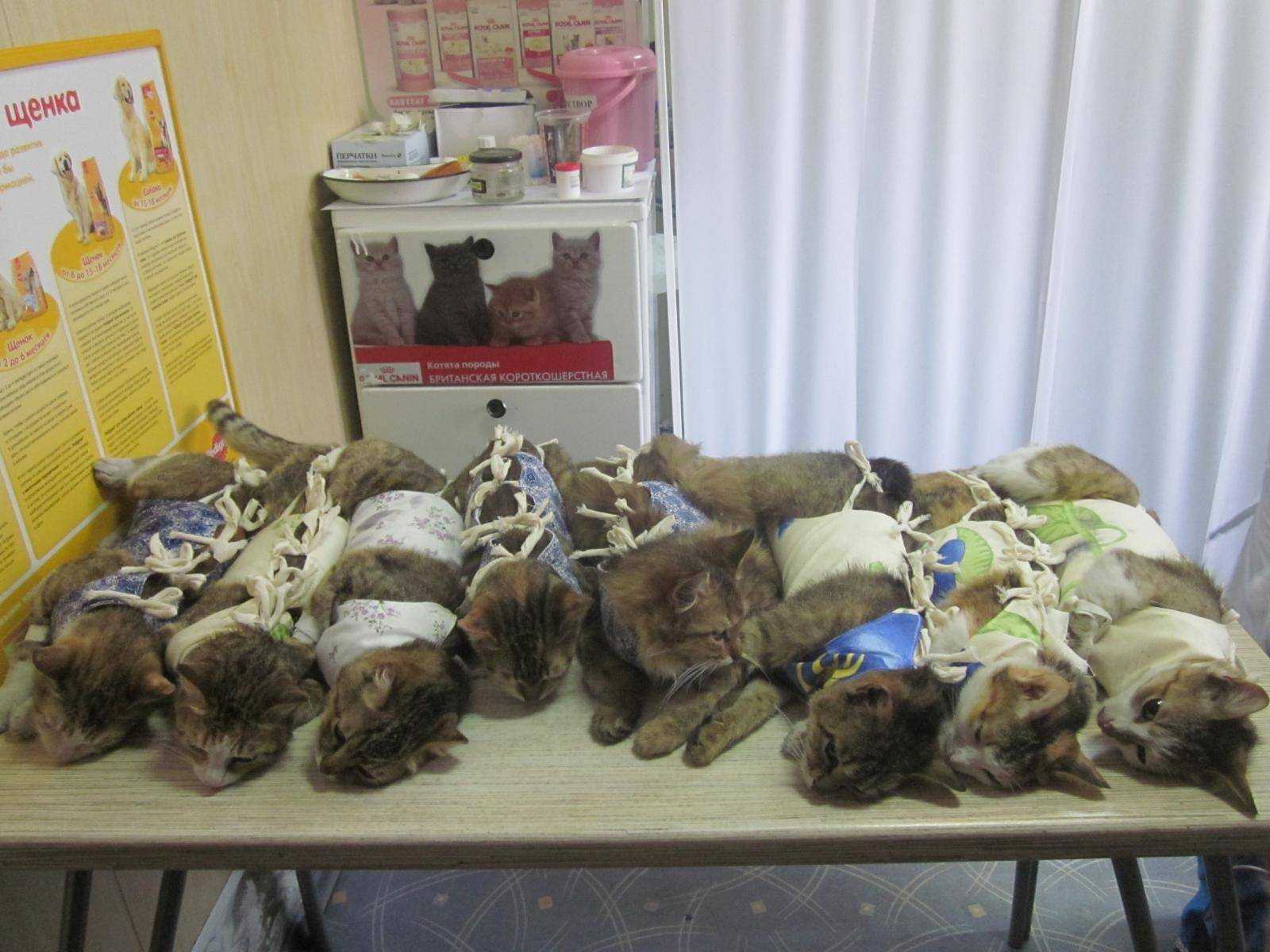 Кастрация кота