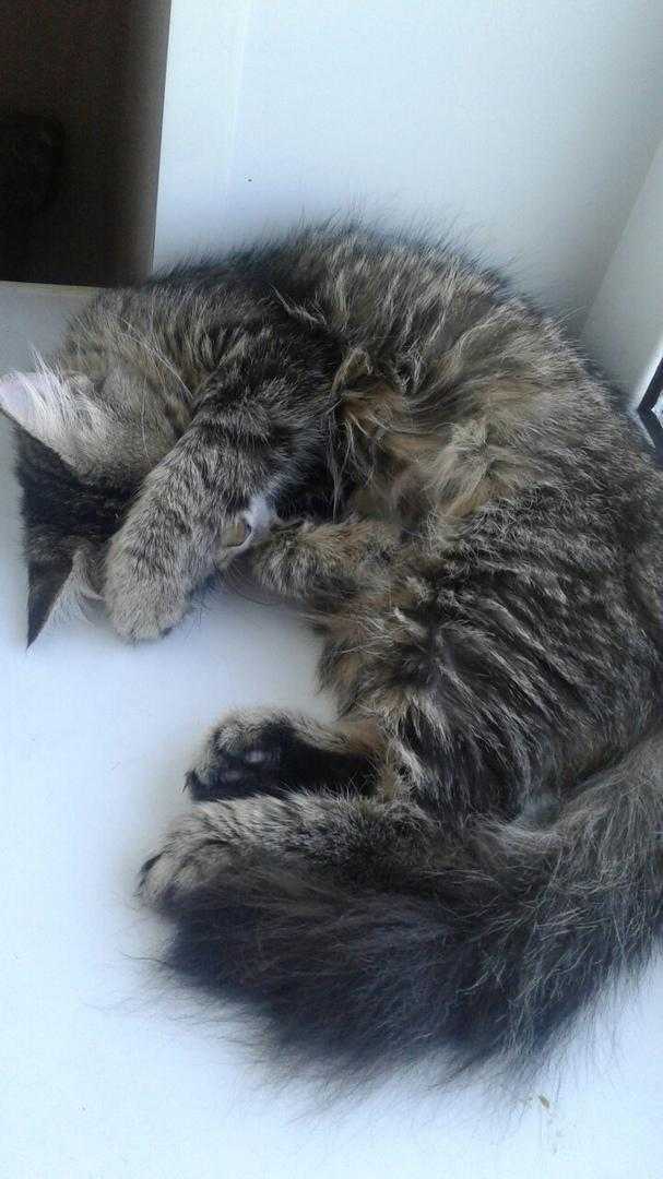 Котенок дрожит — причины