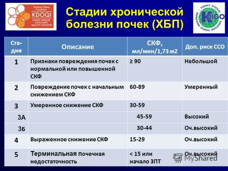 Болезни почек у кошек