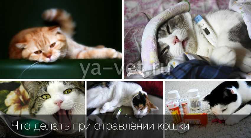 Язык кот показывает: физиологические причины, заболевания, как распознать