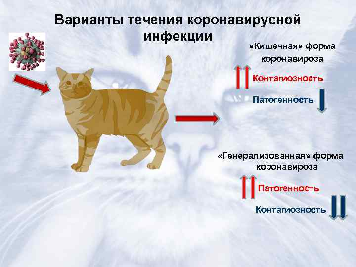Коронавирус у кошек: симптомы и лечение - ветеринарные статьи специалистов клиники «джунгли»