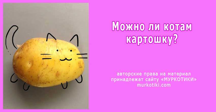 Можно ли картошку собакам? ответ ветеринара | блог ветклиники "беланта"