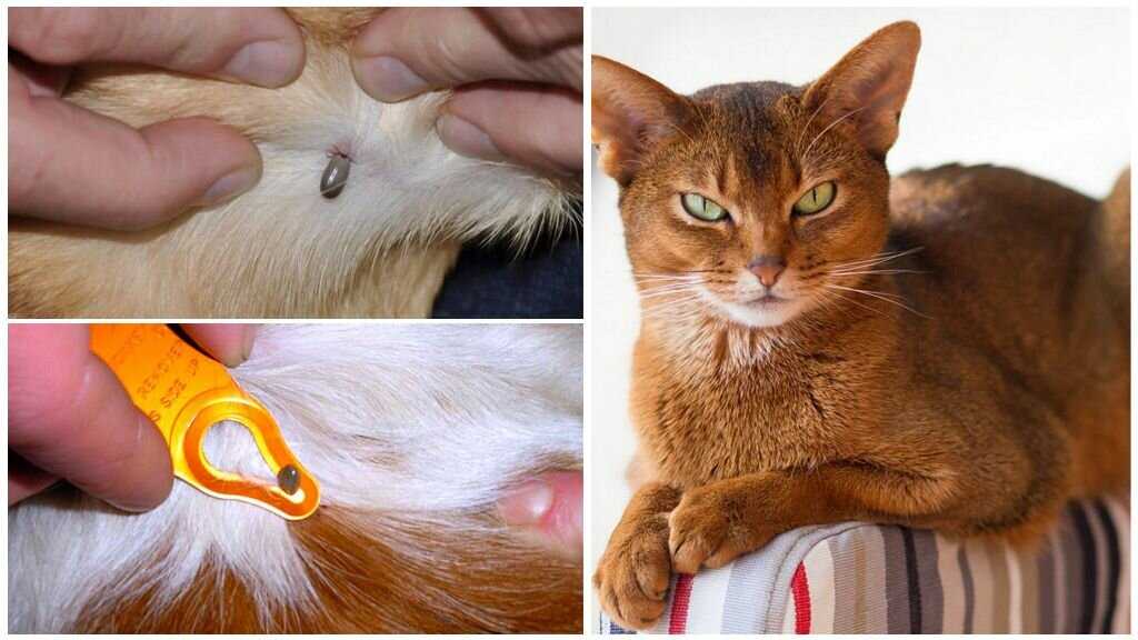 У кошки горячие уши что это значит