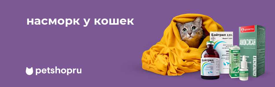 Ринит у кошек - симптомы лечение