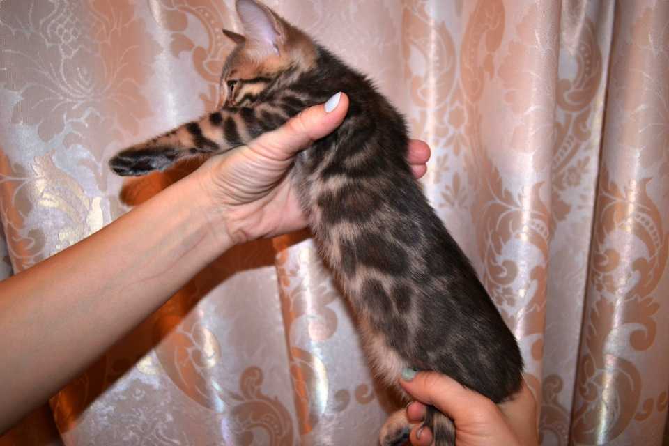 Плоскогрудие у котенка: причины развития плоской груди у котят, опасность состояния, возможность лечения